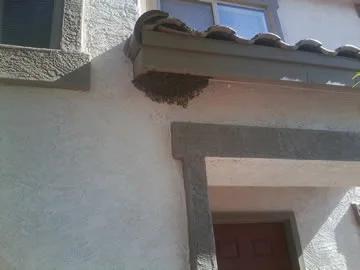 AAA Bee Removal employee smoking a hive